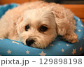 室内でリラックスするマルプー 129898198
