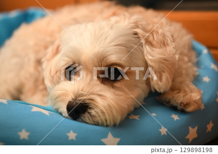 室内でリラックスするマルプー 129898198