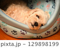 室内でリラックスするマルプー 129898199