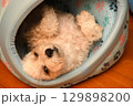 室内でリラックスするマルプー 129898200