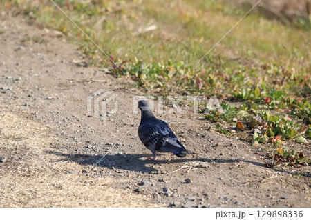 歩いている鳩 129898336