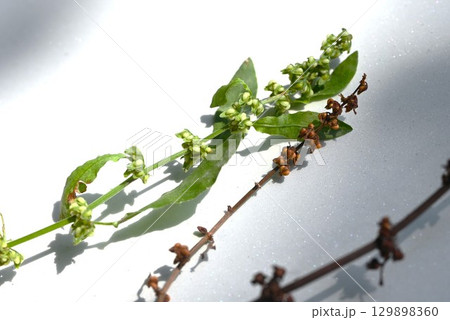 アレチギシギシの果実（痩果） 129898360