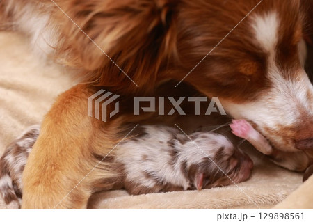A mother dog is laying down next to her baby dog 129898561
