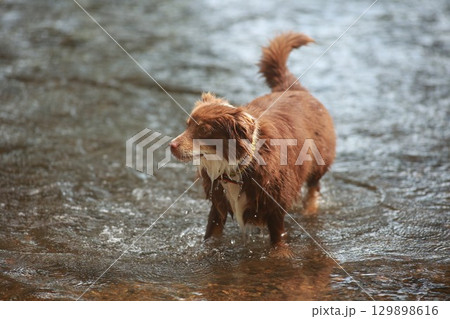 Brown dog is walking in a river 129898616