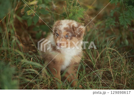 Small brown and white dog is sitting in the grass 129898617