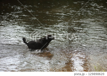 Black dog is swimming in a river Black dog is swimming in a river 129898620
