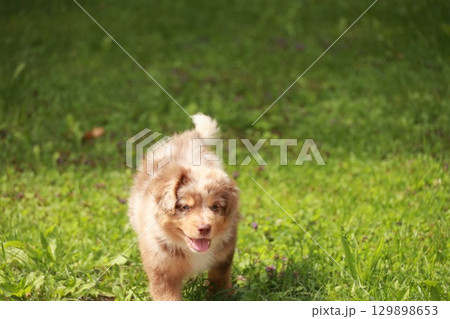 Small brown and white dog is running through a green field 129898653