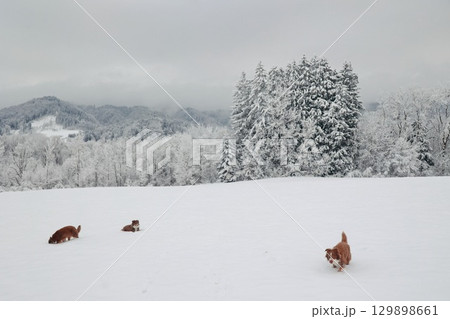 Three dogs are playing in the snow Three dogs are playing in the snow 129898661