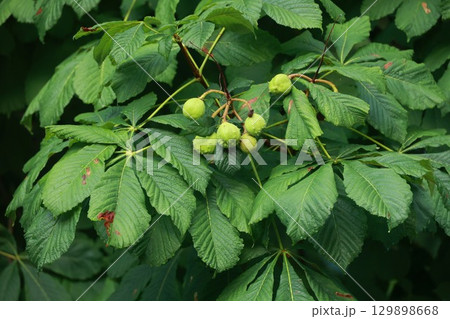 Tree with green leaves and a cluster of nuts 129898668