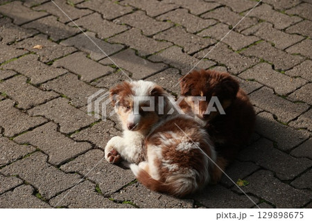 Two puppies are laying on a brick sidewalk 129898675