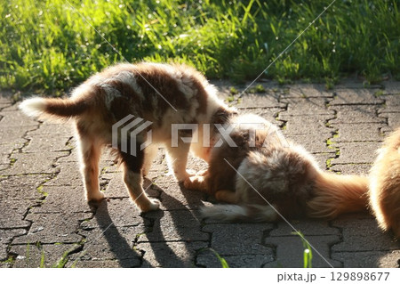 Two dogs are playing on a brick walkway 129898677
