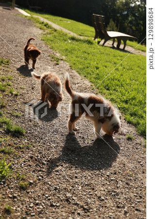 Three puppies are walking on a path and one of them is eating grass Three puppies are walking on a path and one of them is eating grass 129898684