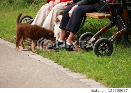 Brown dog is sniffing the ground near a bench where two people are sitting 129898687