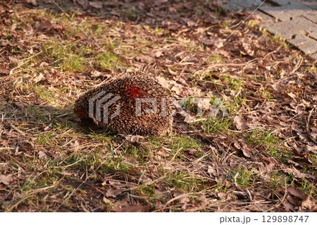 Hedgehog is laying on the ground in a grassy area 129898747