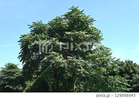 ニワウルシの果実（翼果）・シンジュ（神樹）・ツリー オブ ヘブン（天国の木） 129898843