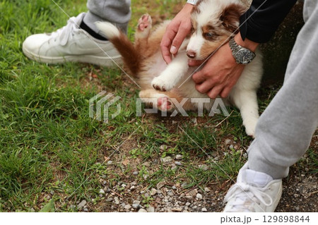 Person is petting a dog on the grass 129898844