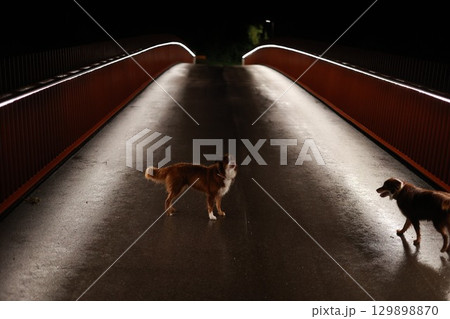 Two dogs are walking on a bridge at night Two dogs are walking on a bridge at night 129898870