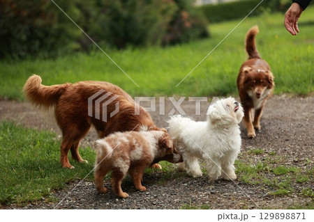 Three dogs are playing together in a park Three dogs are playing together in a park 129898871
