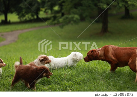 Group of dogs are playing in a grassy field 129898872