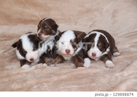 Four puppies are laying on a blanket, with one of them looking at the camera 129898874