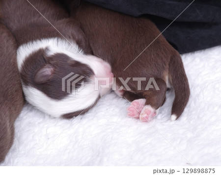 Puppy is sleeping on a white blanket 129898875