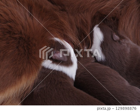 Mother dog is nursing her puppies 129898876