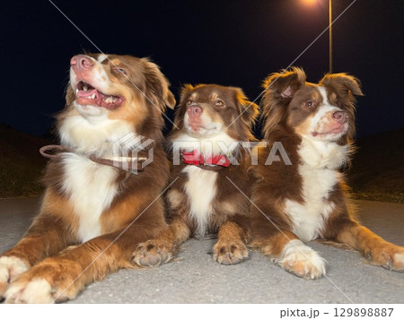 Three brown and white dogs are laying on the ground Three brown and white dogs are laying on the ground 129898887