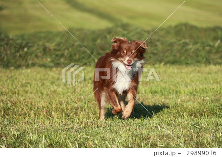 A brown and white dog is running through a grassy field A brown and white dog is running through a grassy field 129899016