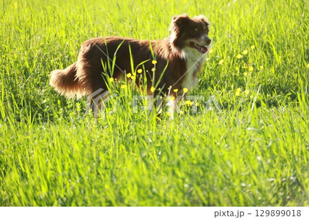A brown and white dog is standing in a field of tall grass 129899018