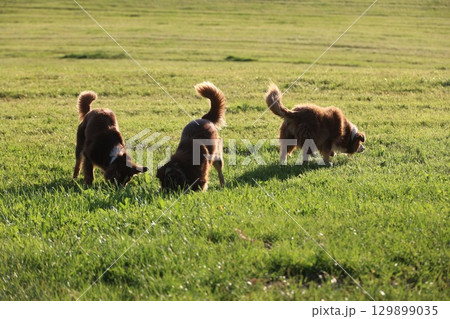 Three dogs are sniffing the grass in a field Three dogs are sniffing the grass in a field 129899035