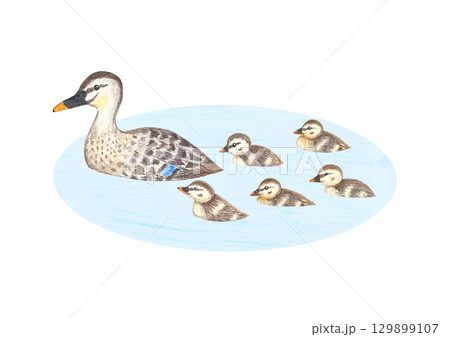 池で泳いでるカルガモの親子 129899107