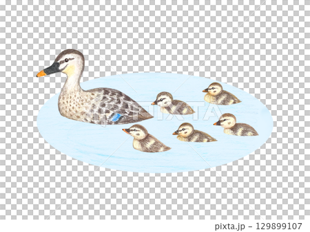 池で泳いでるカルガモの親子 129899107