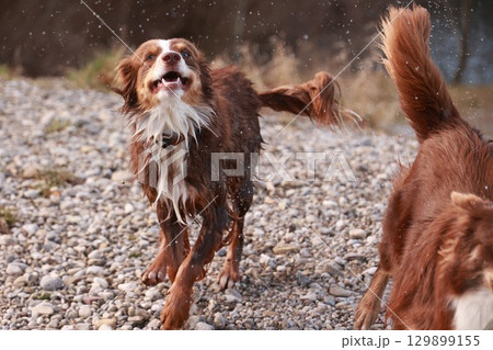 Two dogs playing in the snow, one of which has a collar on 129899155