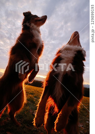 Two dogs are jumping in the air, one of them is looking at the camera 129899193