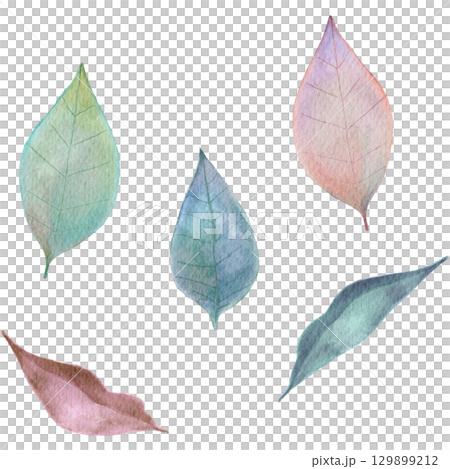 Autumn leaves painted in watercolor Autumn leaves painted in watercolor 129899212