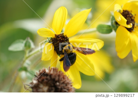 キムネクマバチ 129899217