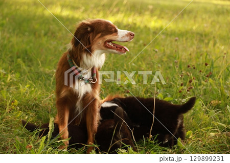 A brown and white dog is sitting in the grass with its mouth open A brown and white dog is sitting in the grass with its mouth open 129899231