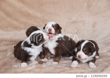Four puppies are laying on a blanket, one of which is licking the other 129899269
