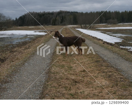 Brown dog is standing on a dirt road in a field 129899400