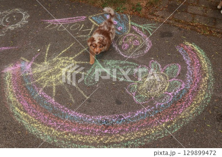 Dog is standing in front of a rainbow on the ground Dog is standing in front of a rainbow on the ground 129899472