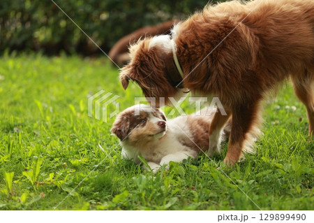 Two dogs are playing in a grassy field Two dogs are playing in a grassy field 129899490