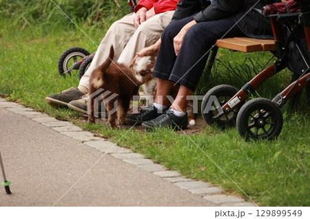 Man and a woman are sitting on a bench with a dog Man and a woman are sitting on a bench with a dog 129899549