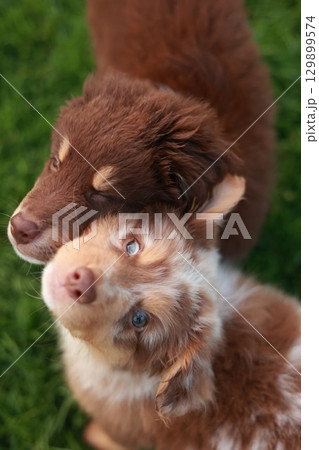Two brown and white dogs are cuddling on the grass Two brown and white dogs are cuddling on the grass 129899574