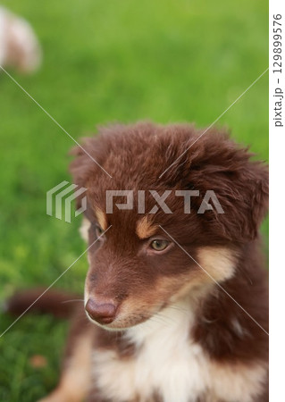 Brown and white dog is sitting on the grass 129899576