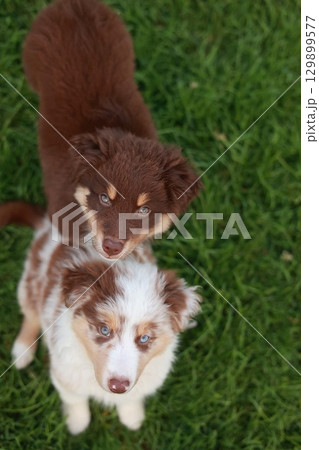 Two brown and white dogs standing on a green grassy field Two brown and white dogs standing on a green grassy field 129899577
