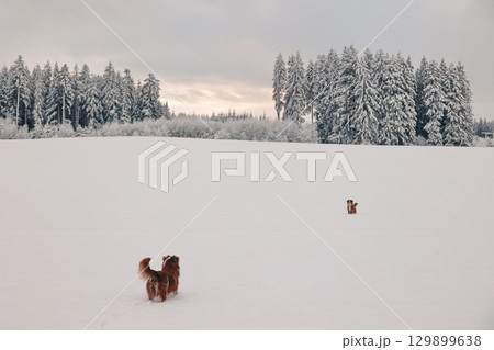 Two dogs are playing in the snow in a field 129899638