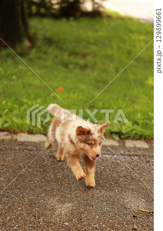 Brown and white dog is walking on a sidewalk 129899661