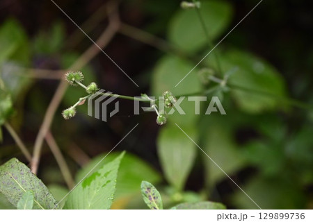 ウマノミツバの果実・馬之三葉・ヤマミツバ 129899736