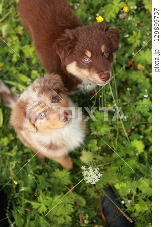 Two brown and white dogs are standing in a field of grass Two brown and white dogs are standing in a field of grass 129899737