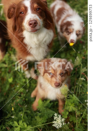 Three dogs are standing in a field of grass Three dogs are standing in a field of grass 129899753